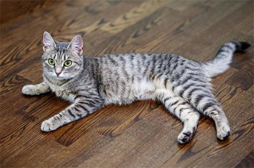 猫Trick 训练是什么以及如何开始