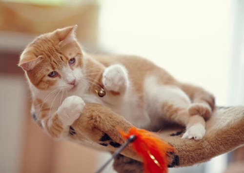 为您的猫搭建障碍训练场