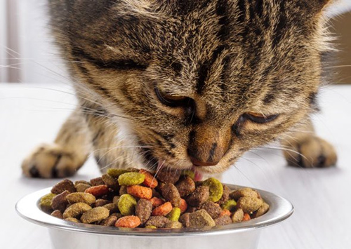 猫不吃东西怎么喂食