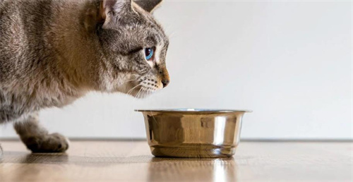 猫猫脱水怎么办