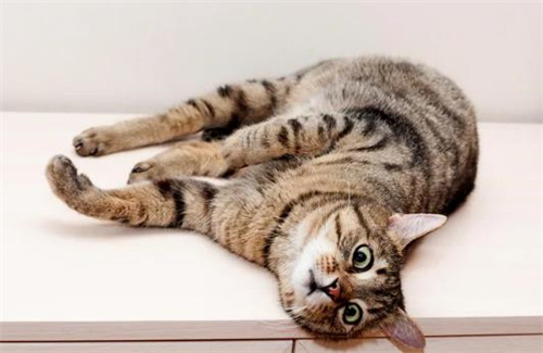 怎么治疗猫咪感冒