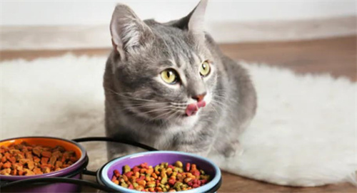 如何给猫咪增重