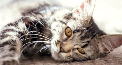 猫咪脚趾骨折怎么治疗