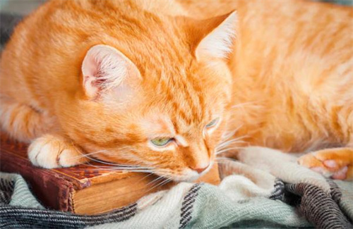 皮具上的猫尿怎么去除