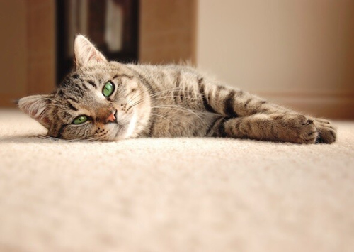 如何治疗猫的狼线虫
