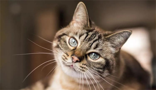 猫皮肤螨虫治疗方法