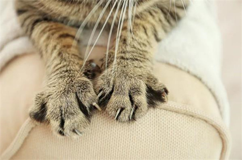 有哪些猫爪病？