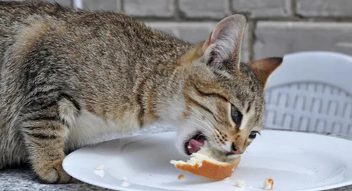 猫口臭正常吗怎么办