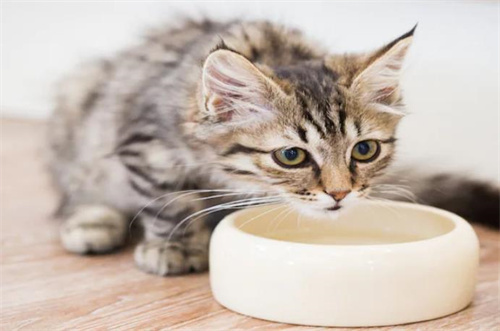 猫脑部受伤症状