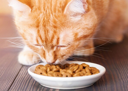 猫肾脏衰竭的饮食安排