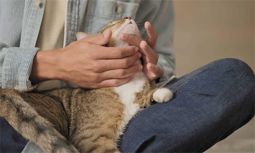 猫癣的家庭疗法
