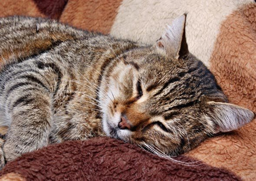 猫发烧如何治疗