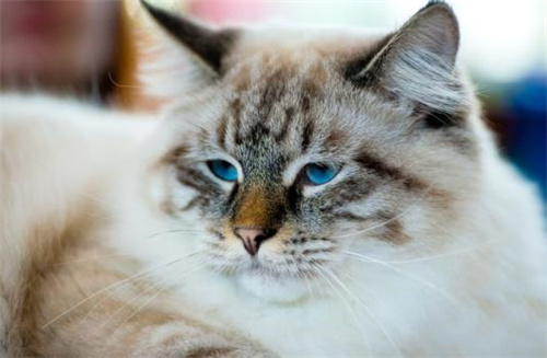 家猫呕吐怎么办