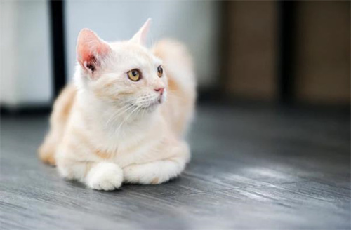 猫咪尿路感染怎么家庭治疗