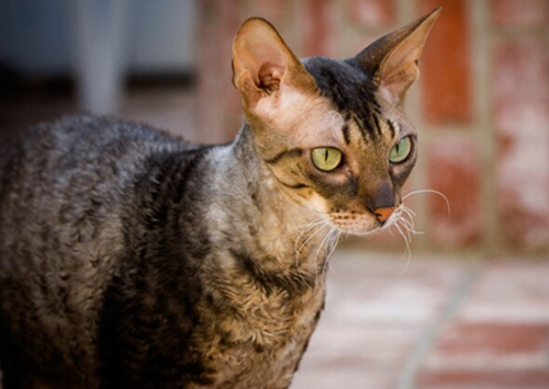 猫瘟家庭疗法
