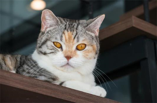 宠物猫可以喝酸奶吗