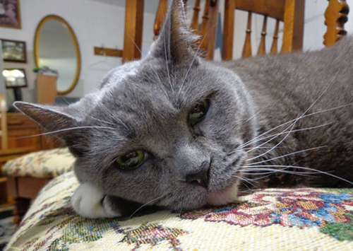 猫的黑霉病症状是什么