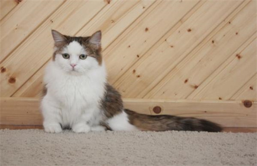 猫的肾衰竭会痛苦吗