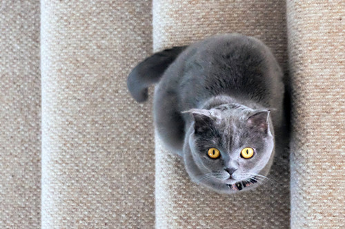 猫绦虫的家庭疗法