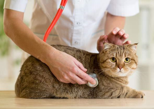 猫的血压怎么测