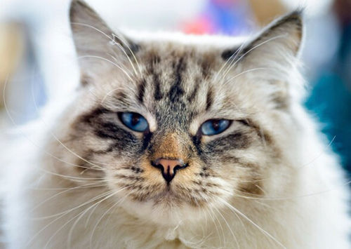 如何缓解猫咪鼻塞