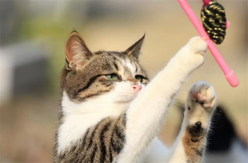 如何帮助患有腿部神经损伤的猫