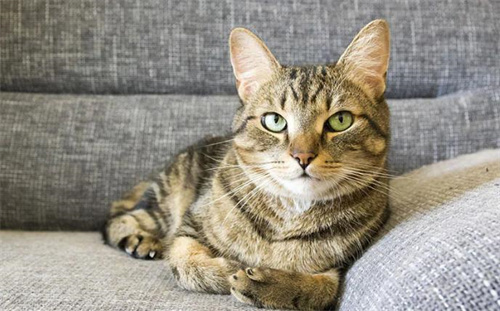 猫能吃柑橘类水果吗