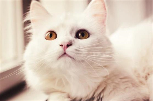 猫咪鼻塞有什么办法可以缓解