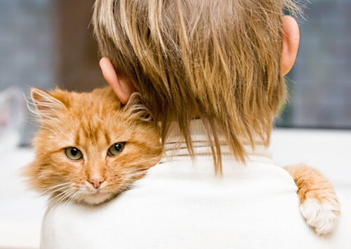 猫咪生病严重该不该安乐死
