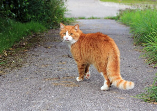 猫尾巴的病症