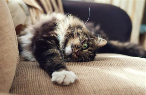 猫的耳朵痒痒怎么办