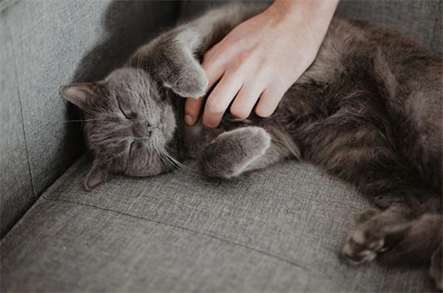 猫癣的家庭治疗