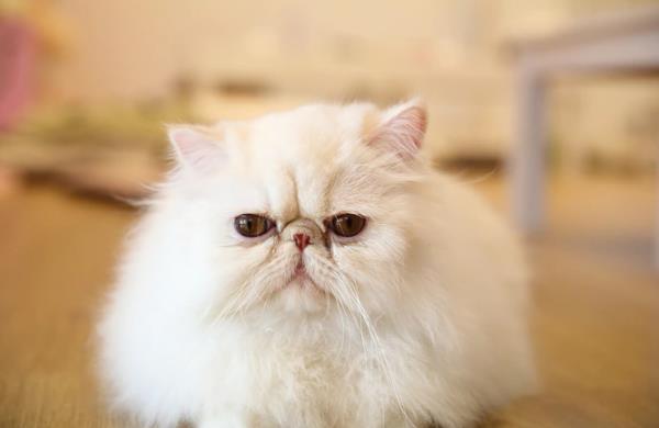 猫的正常血糖范围