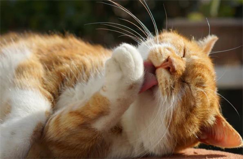 猫毛球紧急处理方法