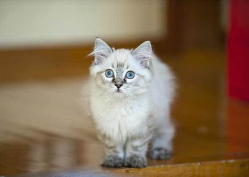 猫尿有泡沫怎么回事