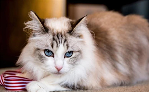 猫咪为什么会吐黄色的东西