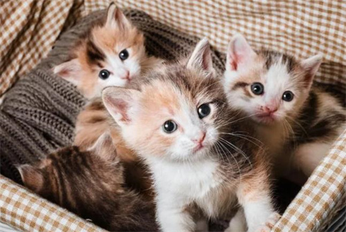 如何照顾没有母亲的新生小猫