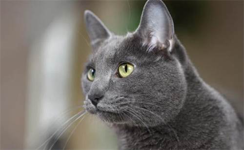 猫咪成片的掉毛是什么原因