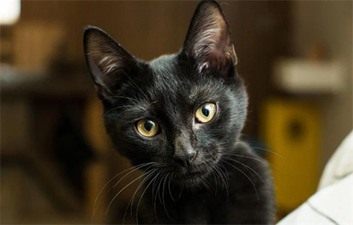 猫细小病的症状是什么
