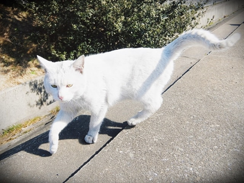 猫濒临死亡前的症状