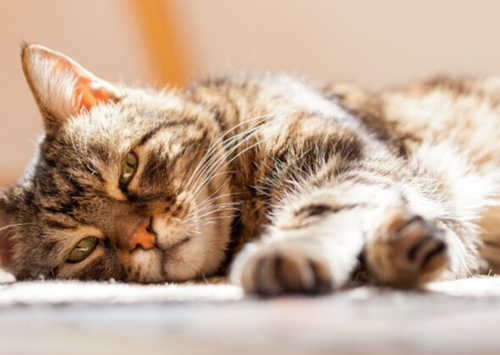 猫的最后阶段肾衰竭：症状、治疗和支持治疗