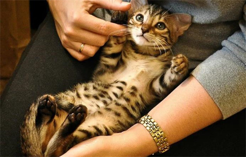 猫咪后腿掉毛是怎么回事