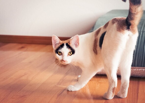 猫尾巴上长硬块的原因