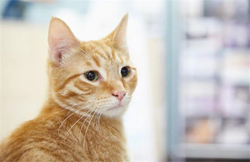 猫尿可能引起的疾病