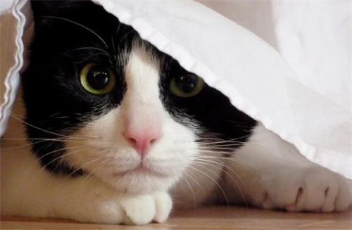 猫的鼻疮是怎么回事