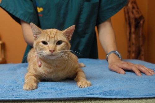 猫尿路感染能吃阿莫西林吗