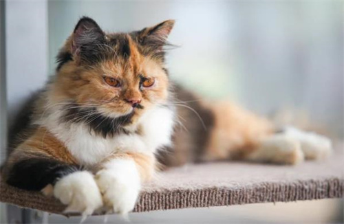 猫咪掉毛严重体重减轻是怎么回事