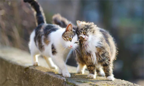 怎么帮助猫交配