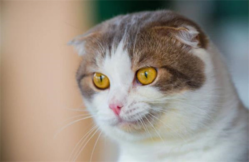 猫可以吃牡蛎吗