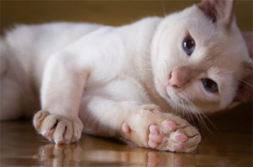 猫肾功能衰竭最后阶段
